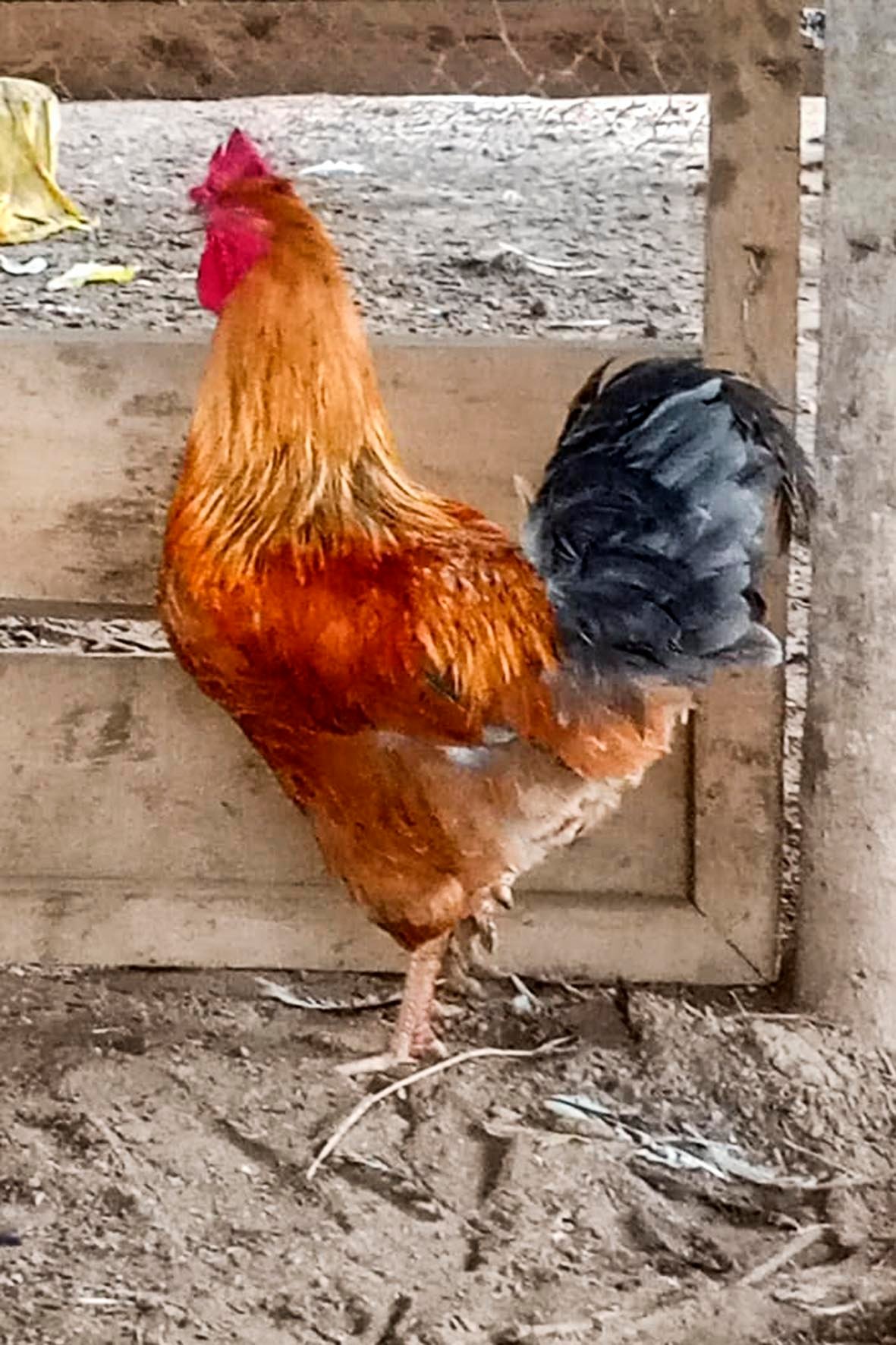 WhatsApp Image 2025-04-03 at 7.35.42 PM (1) copia.jpg